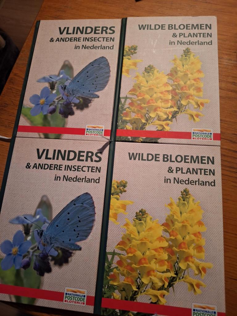 Vlinders en wilde bloemen