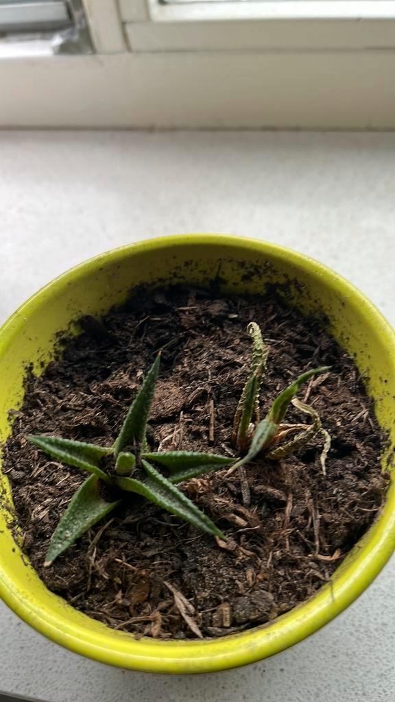 Gratis kleine vetplantje