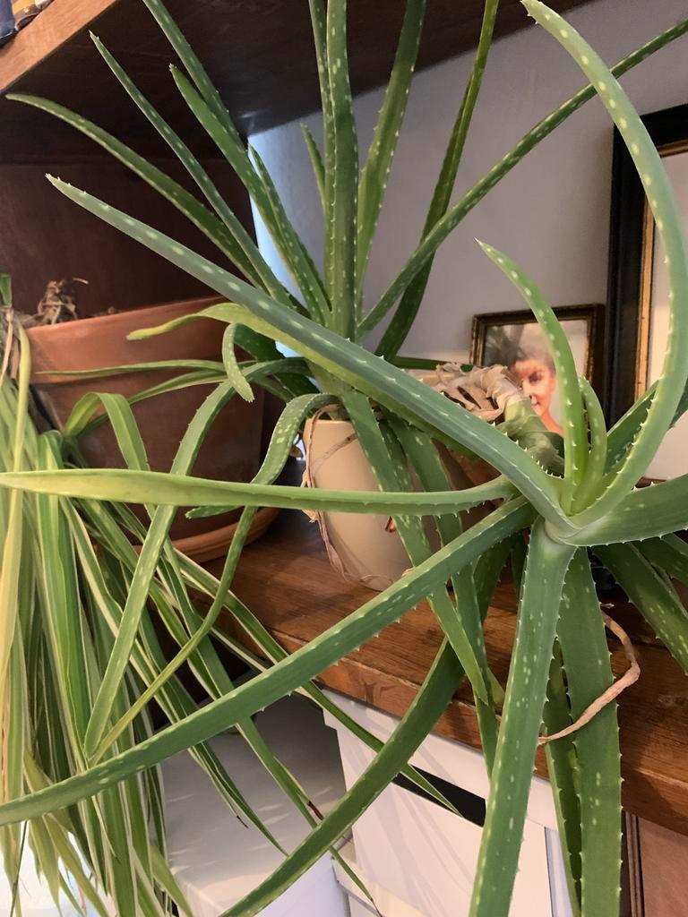 Aloe Vera Plantjes / Stekjes