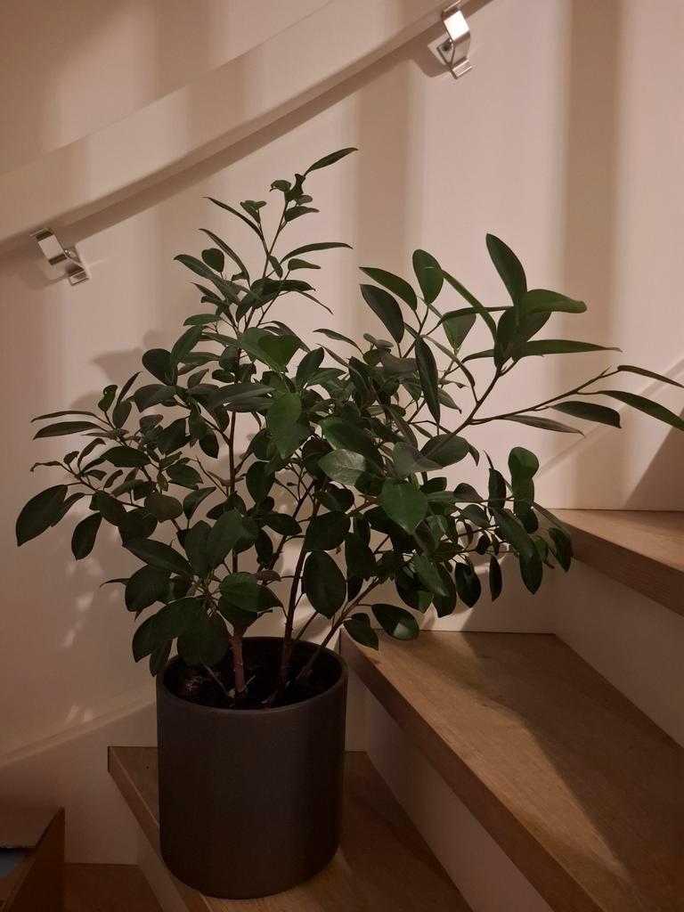 Ficus in Ermelo