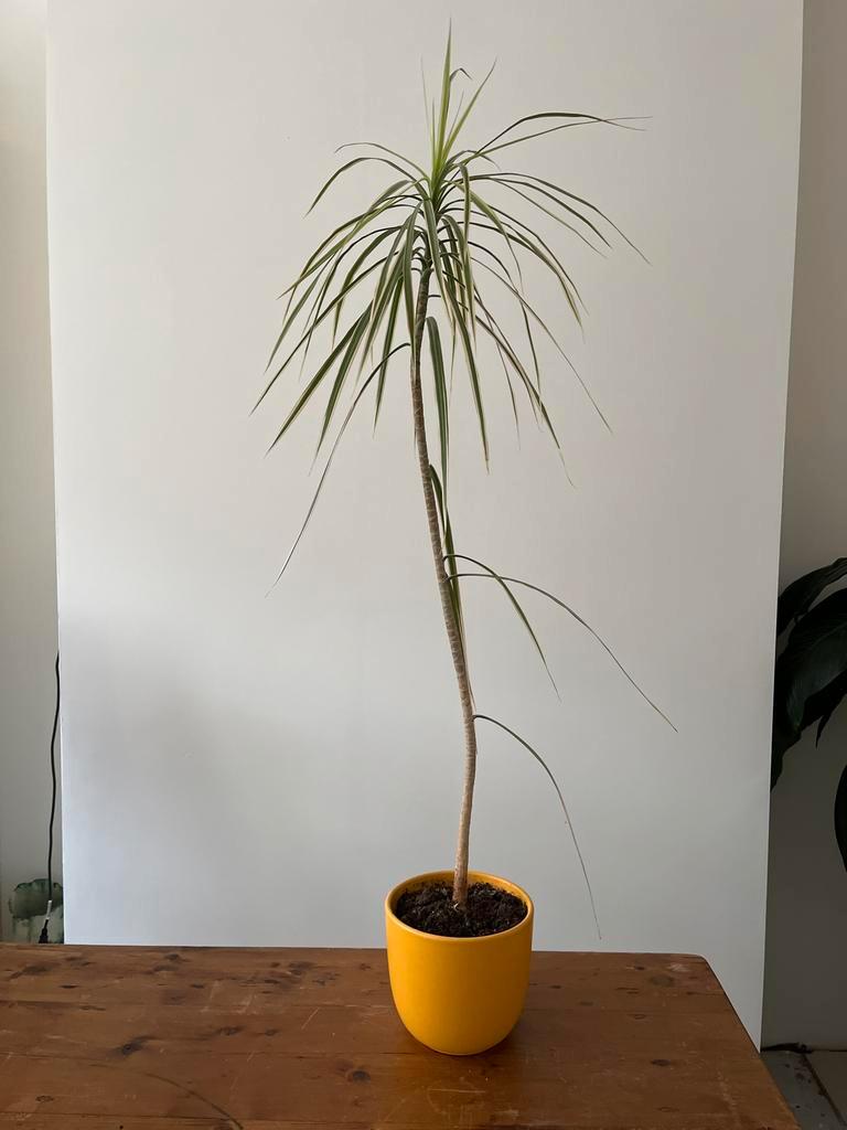 Dracaena Drakenbloedboom in gele pot