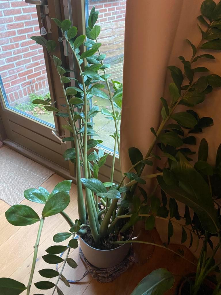 GRATIS grote plant inclusief pot