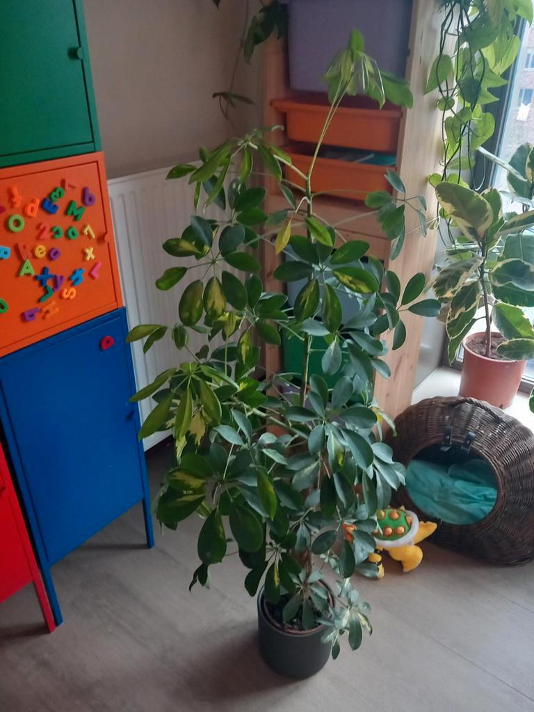 Schefflera plant in pot