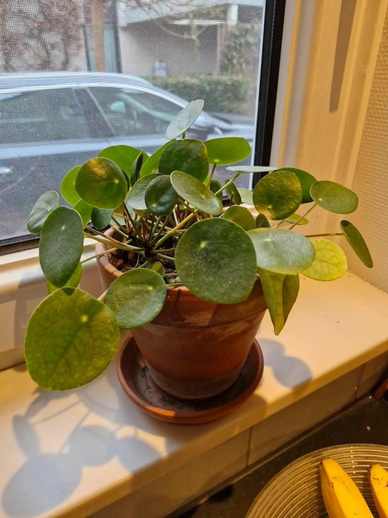 Gratis stekje pannekoekplant