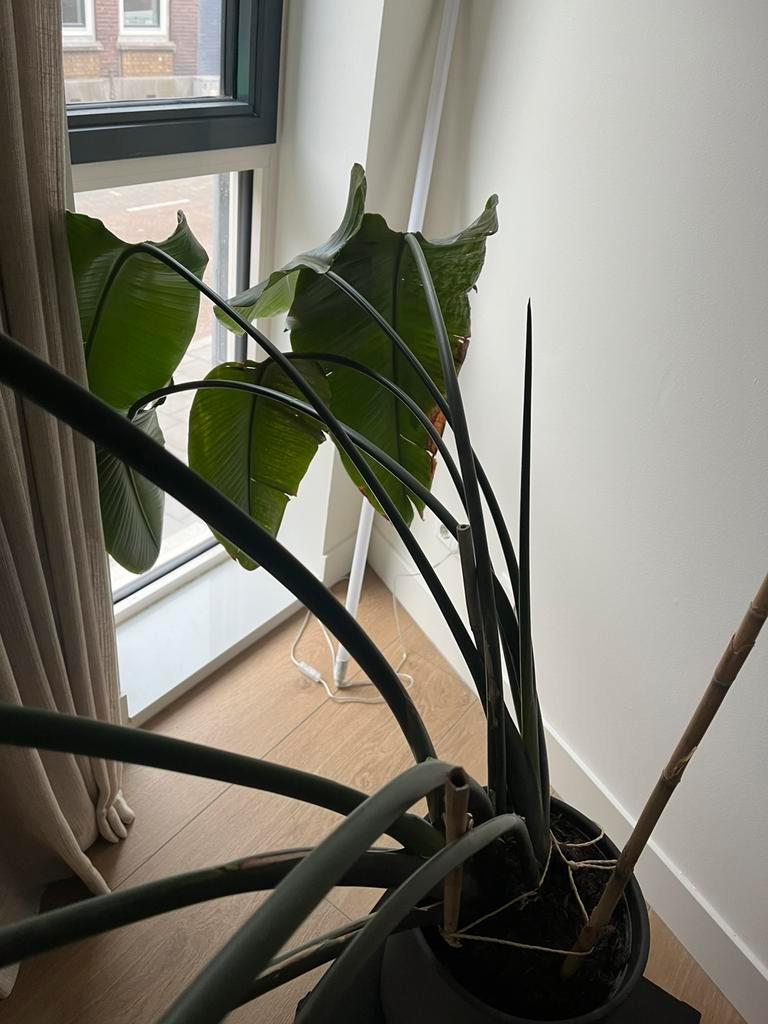 Gezonde bananenplant