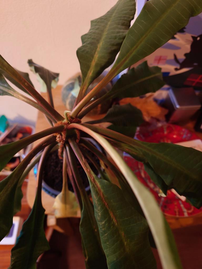 Magaskar jewel gratis