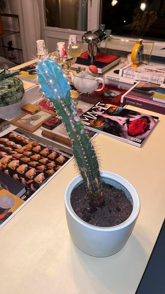 Cactus gratis ophalen