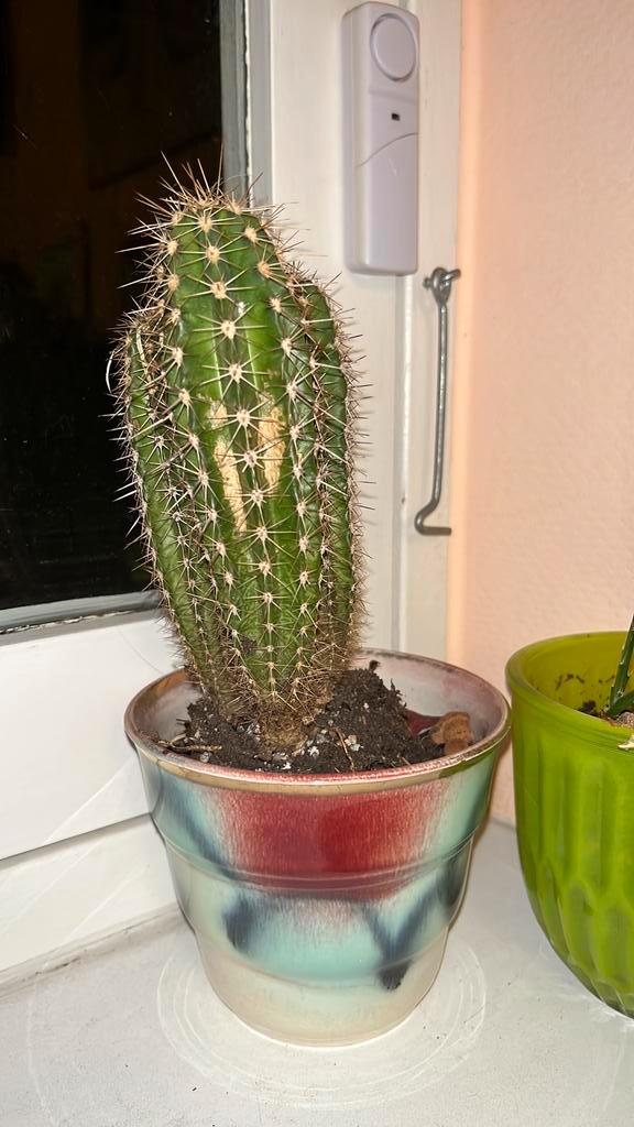 Gratis ophalen cactus