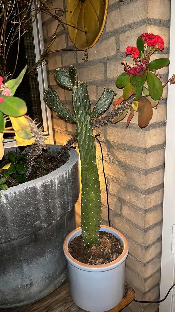 Cactus
