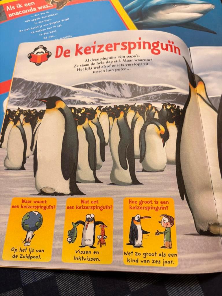 4 PipaPanda’s gratis