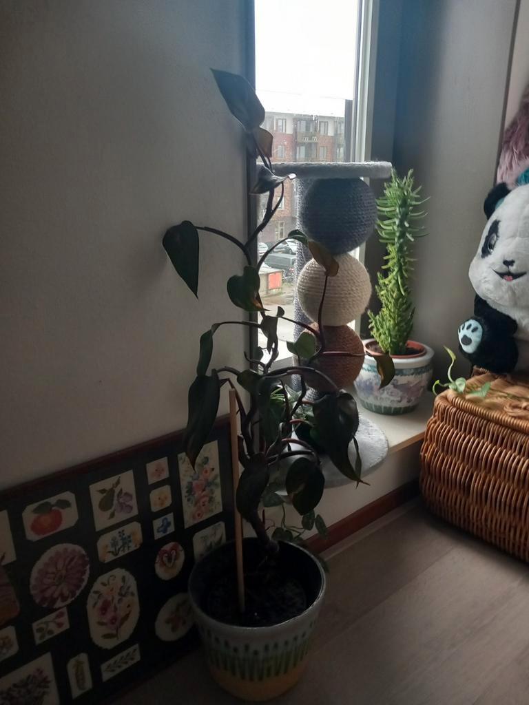 Philodendron Pink Princess Kamerplant