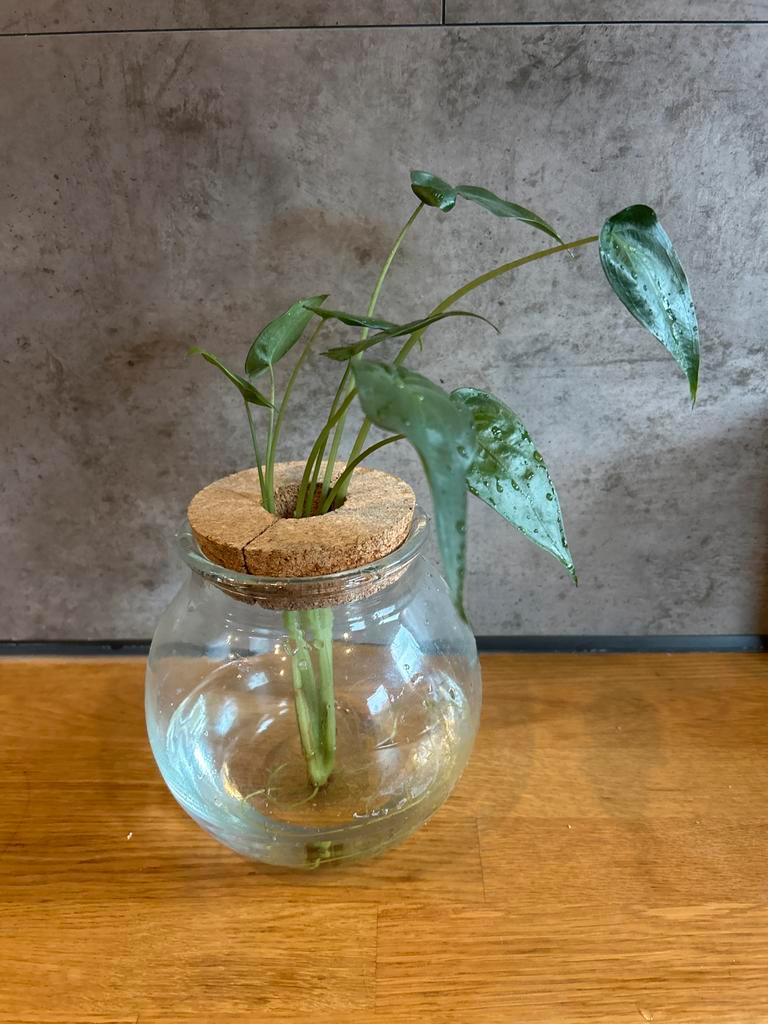 Plant in glazen pot - Gratis ophalen Hattem