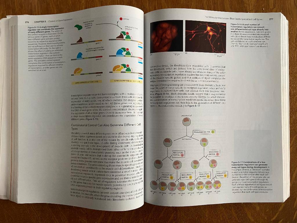 Essential Cell Biology by Bruce Alberts - 4e editie