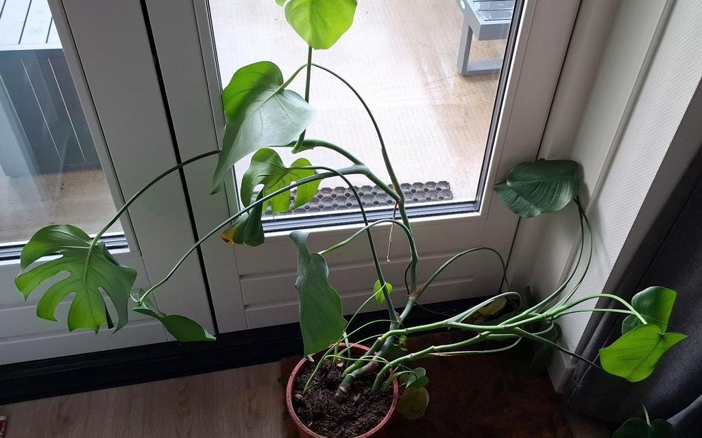 Monstera - Gratis af te halen