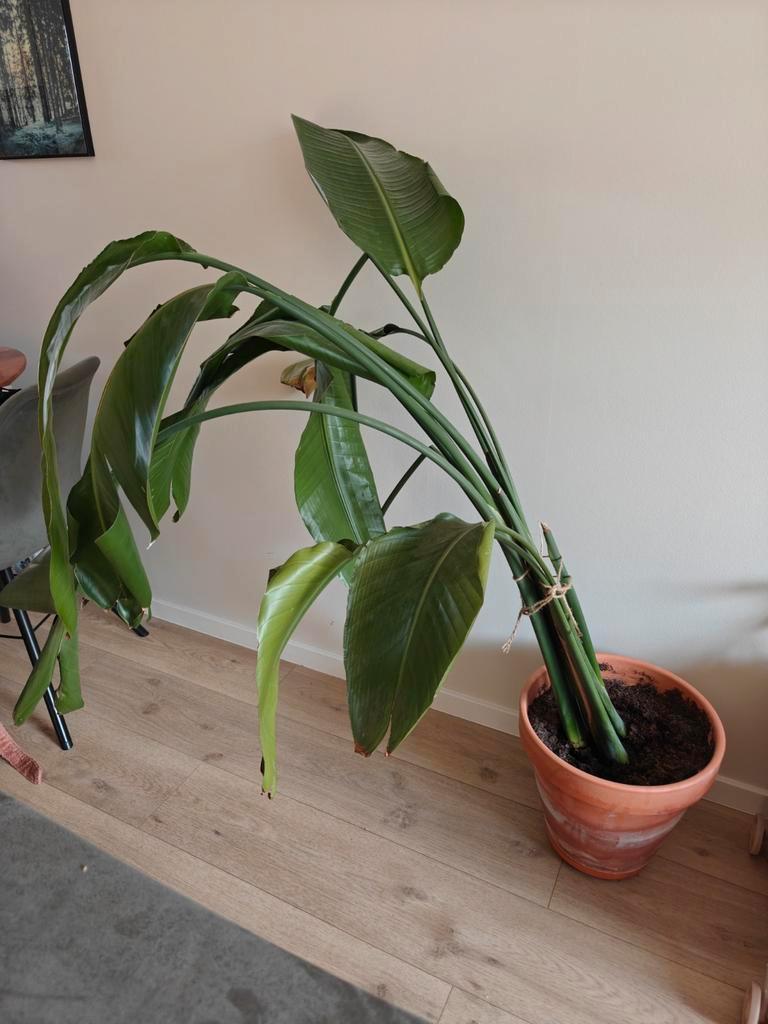 Strelitzia Nicolai - Paradijsvogelplant