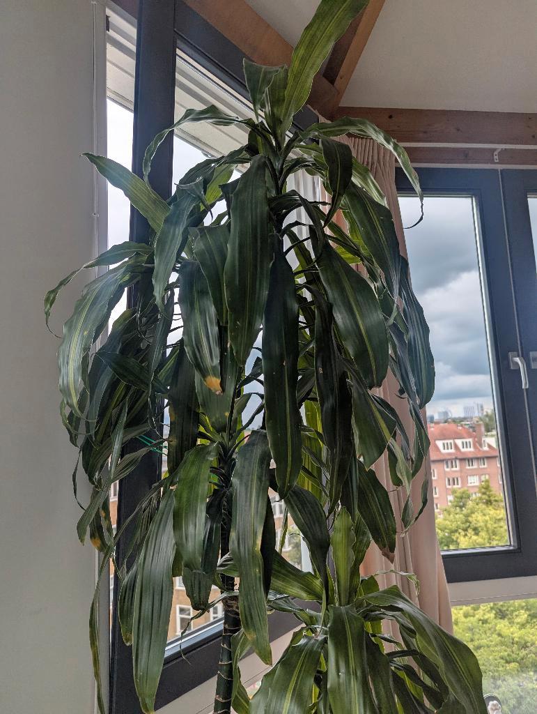Large Dracaena House Plant