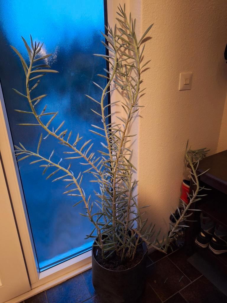 Grote plant gratis af te halen