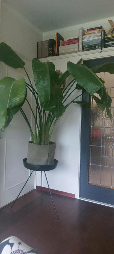 Strelitzia Nicolai - Paradijsvogel plant in mooie pot