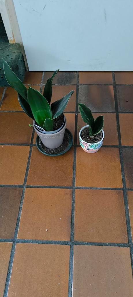 Gratis op te halen deze planten!!