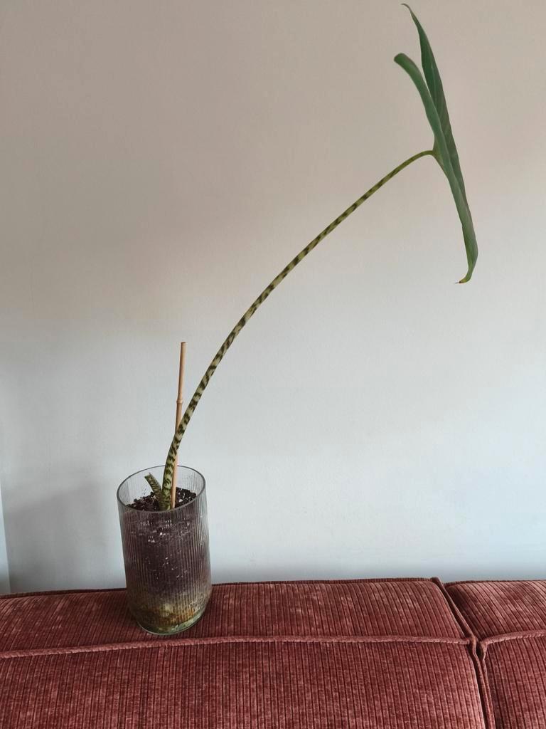 Zebraplant (Alocasia Zebrina) Stek - Gratis!