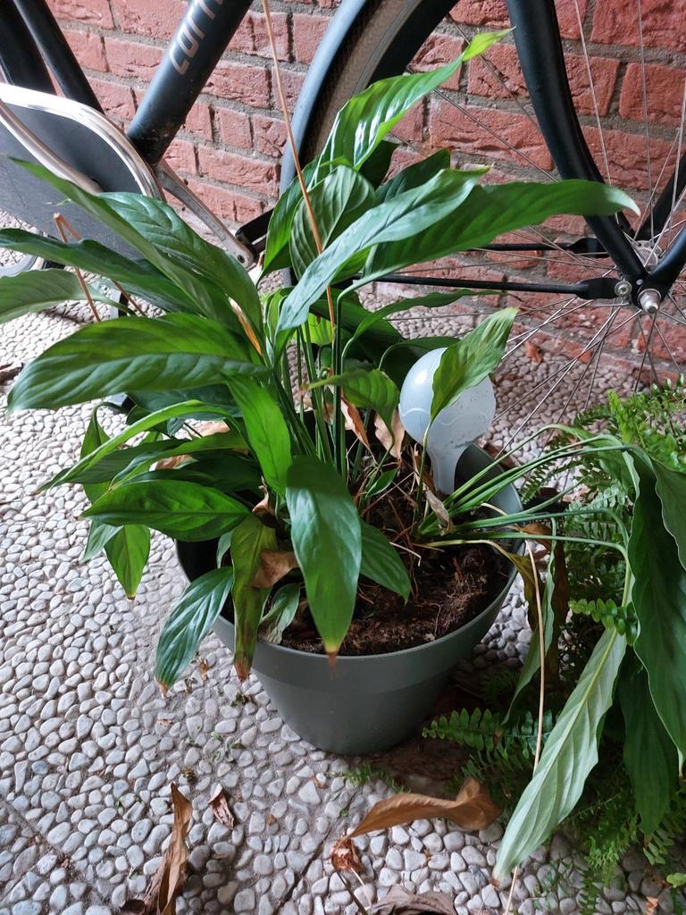 Kamerplanten mix - Ficus, Varen, Aronskelk, Hangplanten