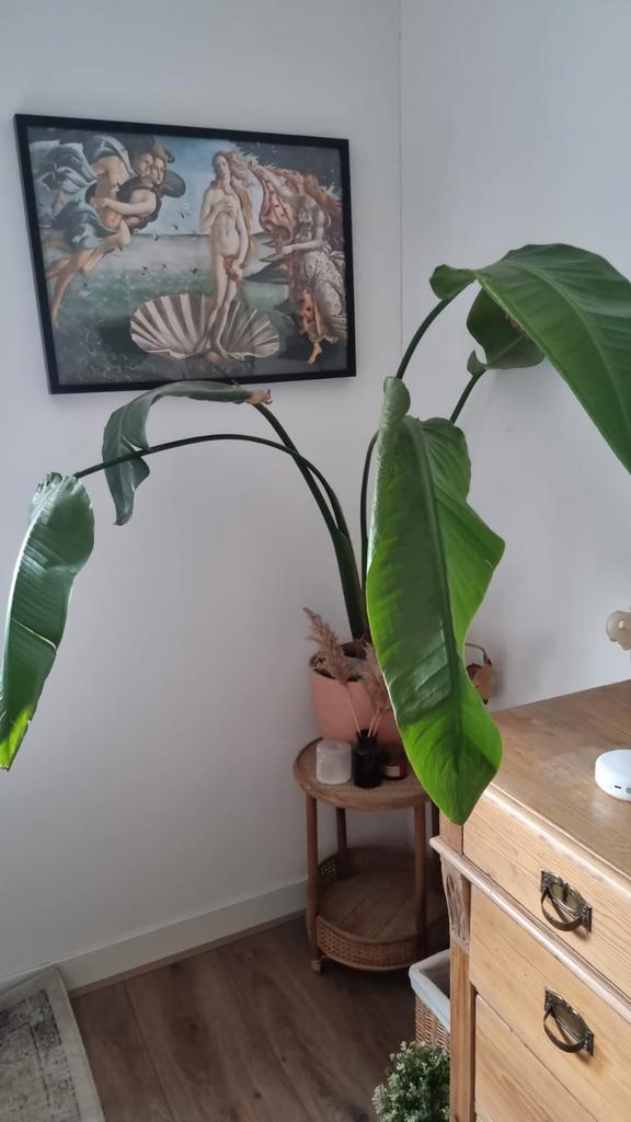 Strelitzia | GRATIS | zonder pot afhalen