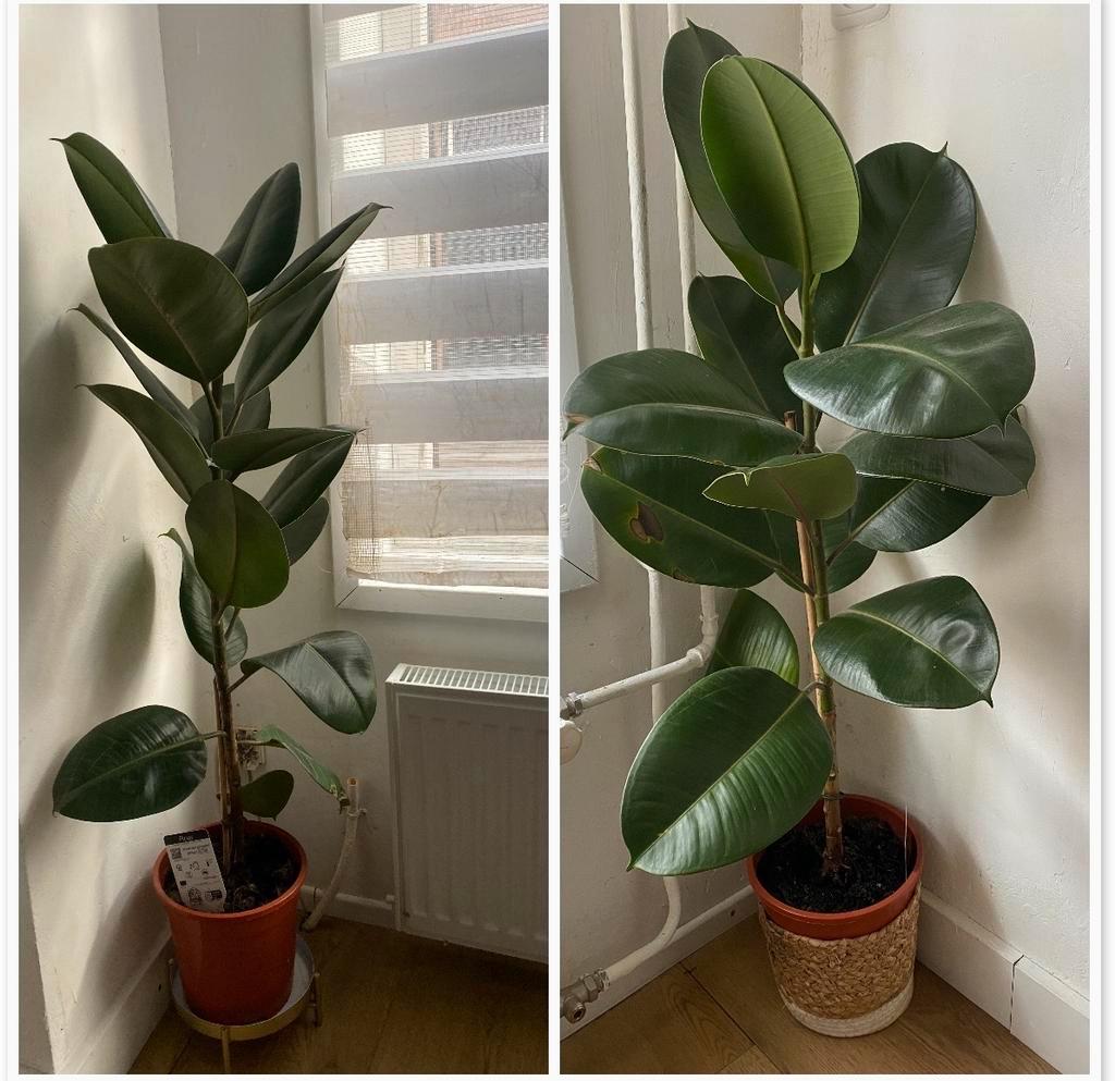 Ficus Elastica Robusta - Rubberplant