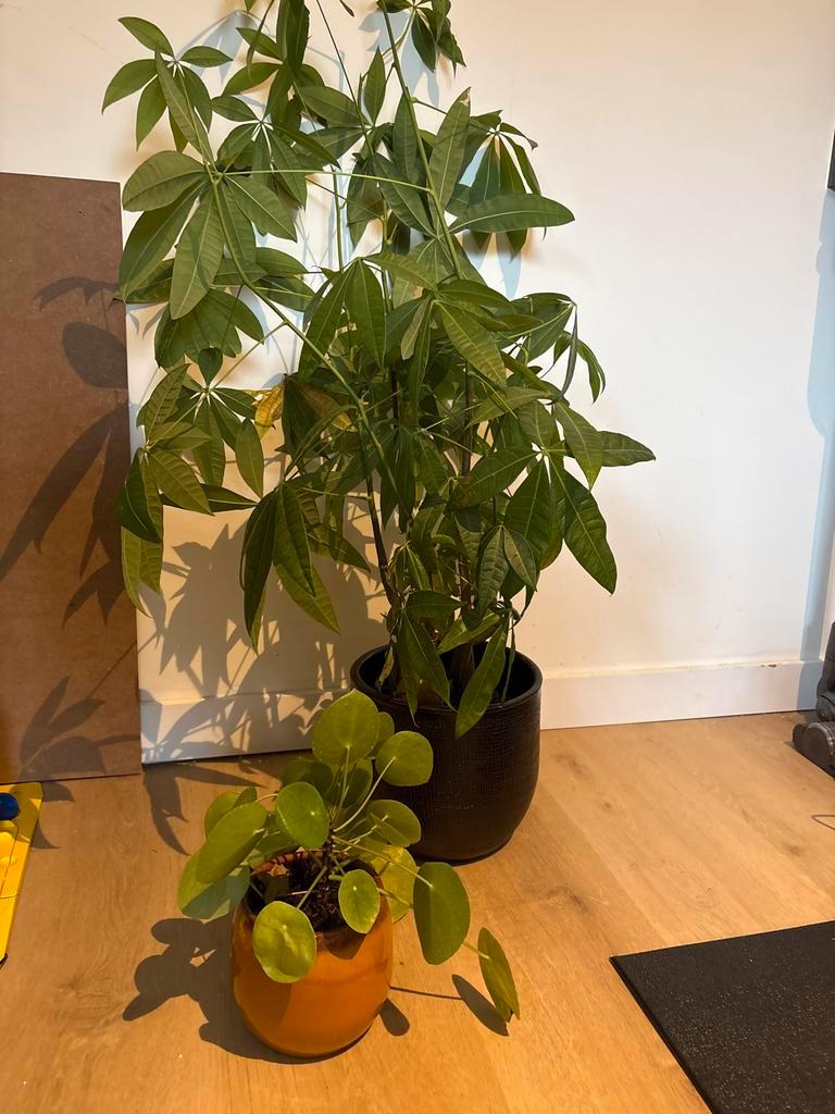 Twee gratis planten!