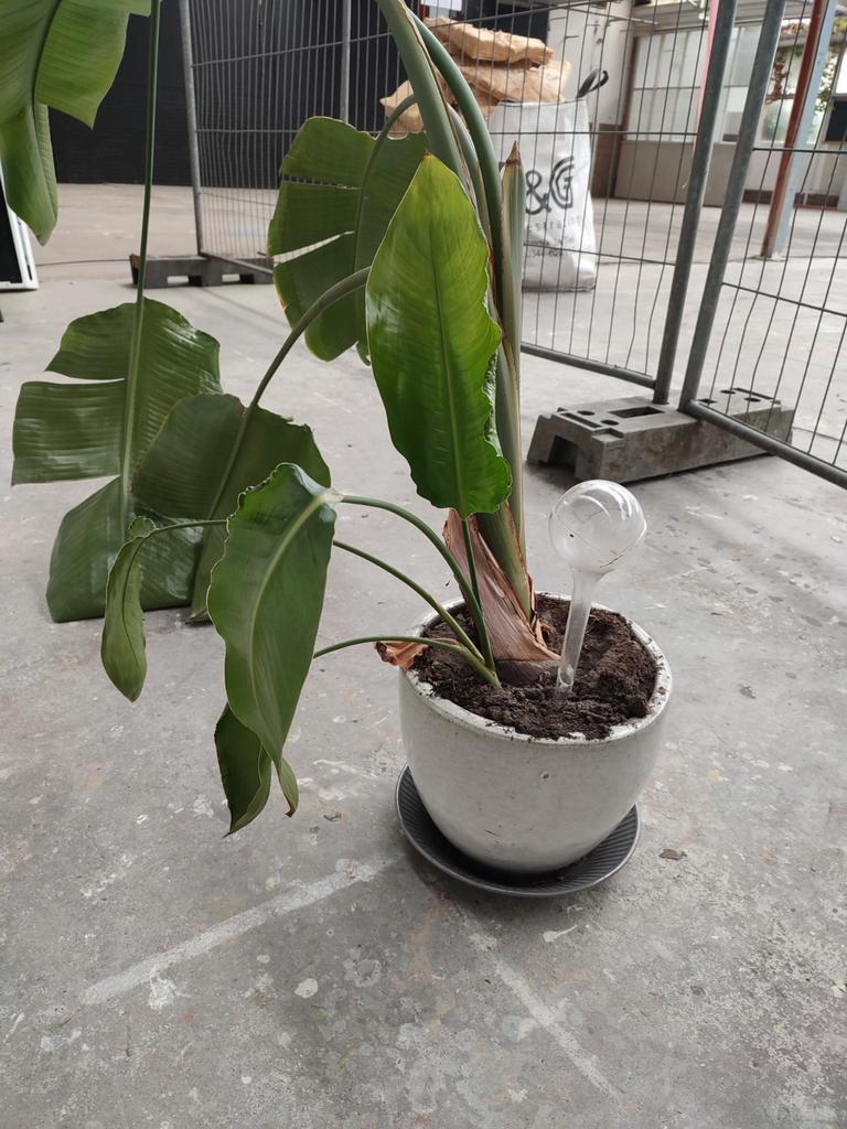 Mooie kamerplant. Gratis