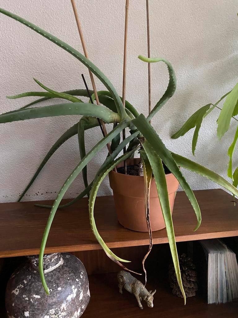 Oude Aloe vera plant gratis ophalen heeft aandacht nodig