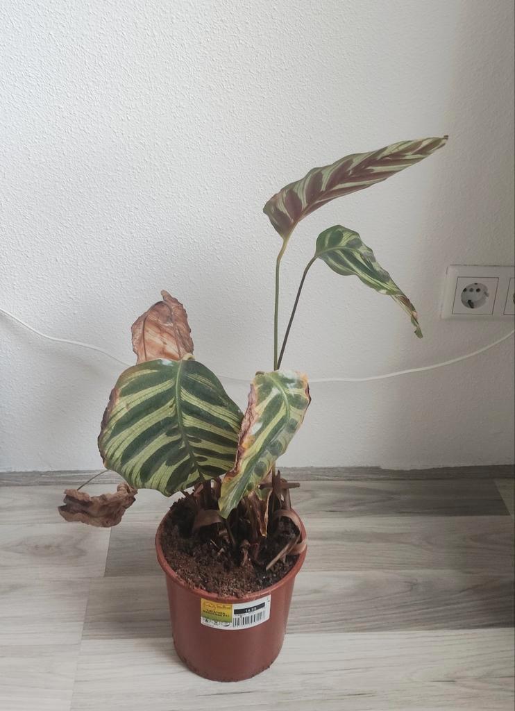 Gratis 2 kamerplanten