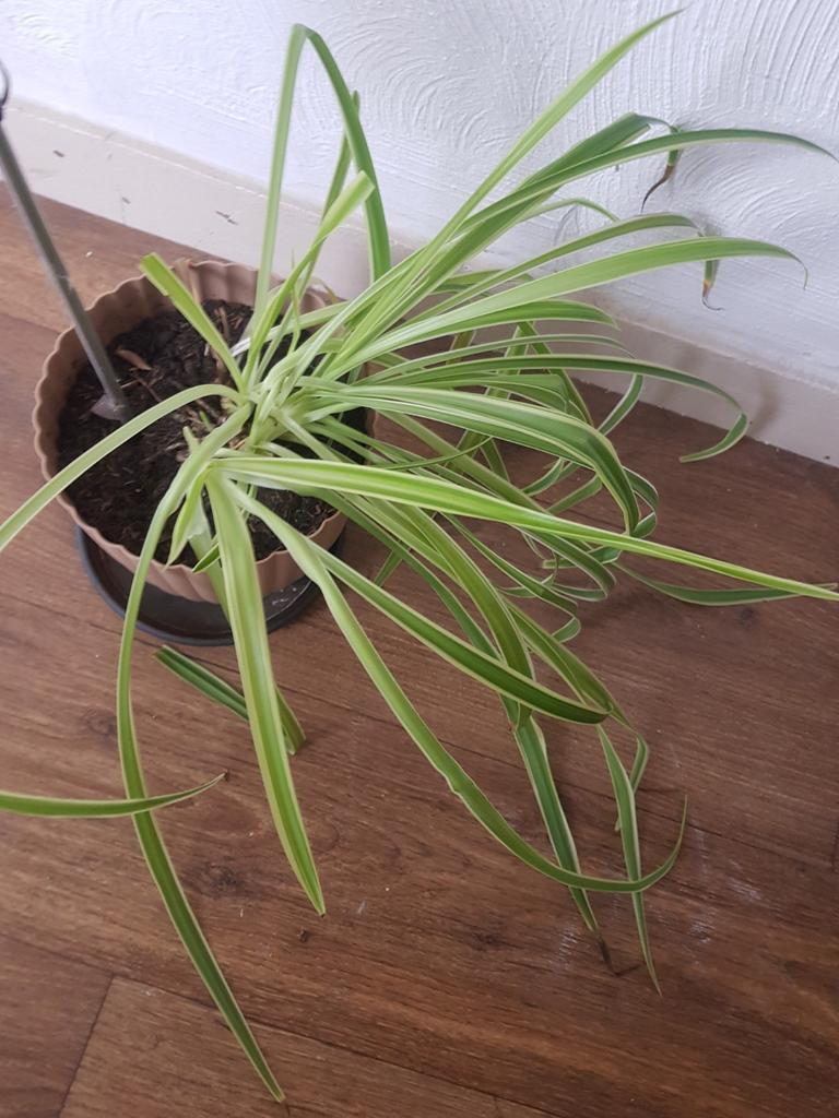 Gratis   kamerplanten