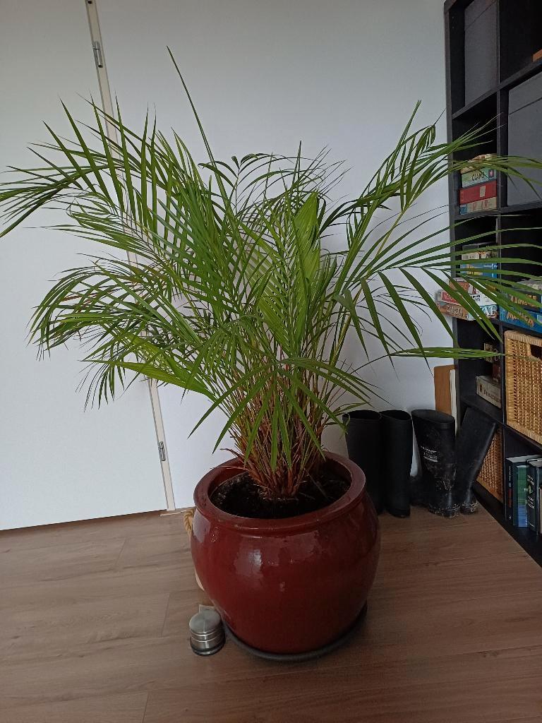 Gratis Plant met pot