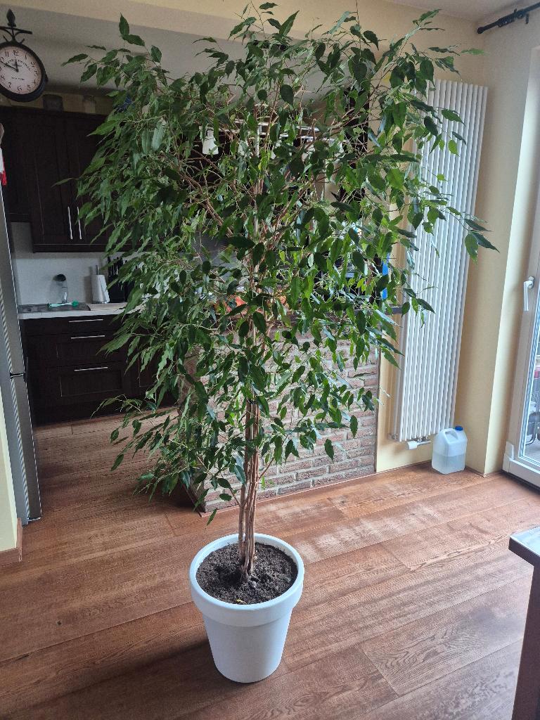 Ficus Benjamin (1.8m). Gratis, zonder pot.