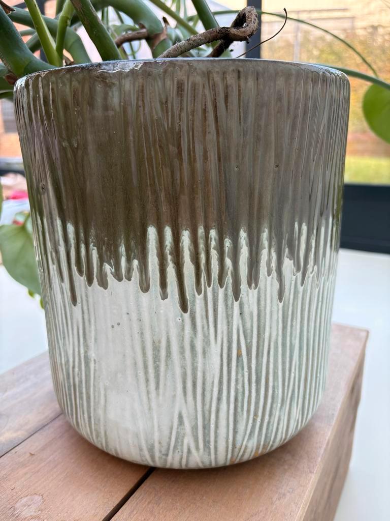 Monstera met bloempot - Gratis af te halen!