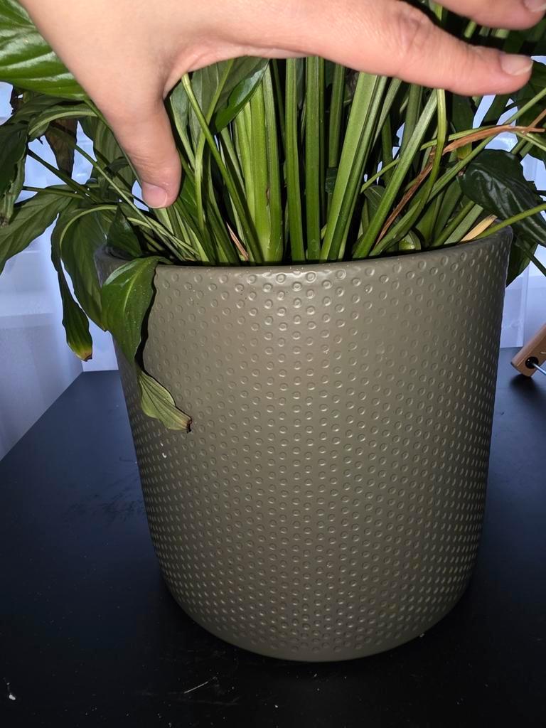 Gratis plant ophalen, bloempot €5