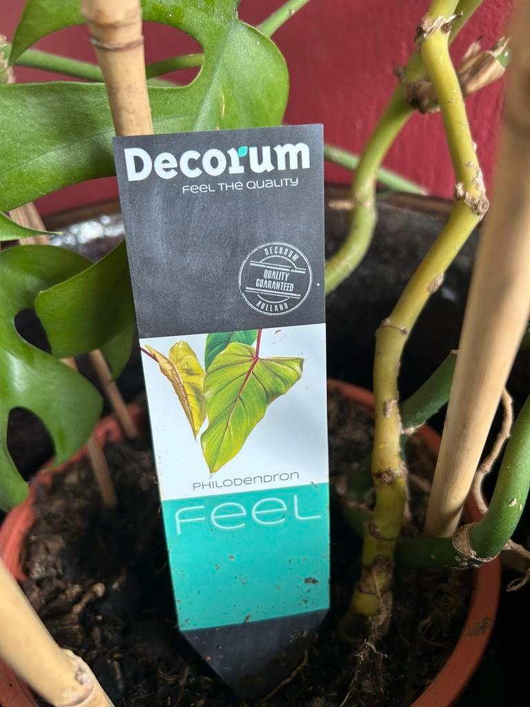 Kamerplant Philodendron