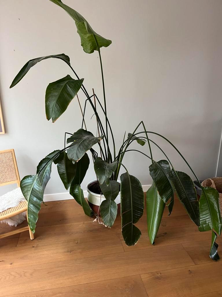 Paradijsvogelplant - Gratis af te halen