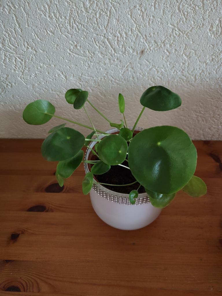 Pannenkoekplant 4 stuks