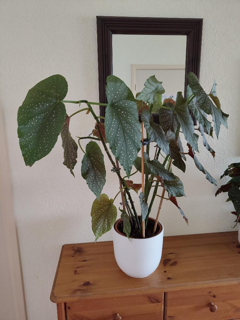 Stippenbegonia - Begonia - 3 stuks