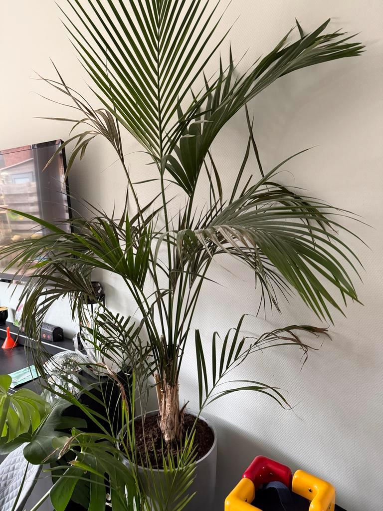 Grote kamerplant gratis af te halen