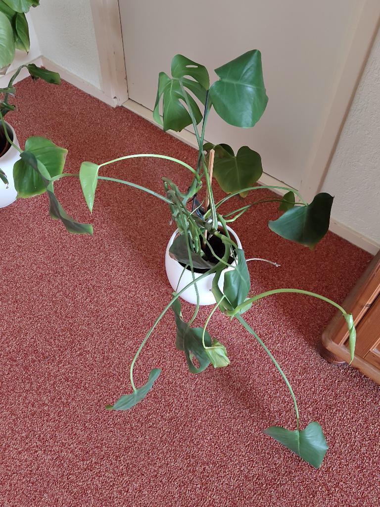 Monstera (Mini monstera) 2 stuks