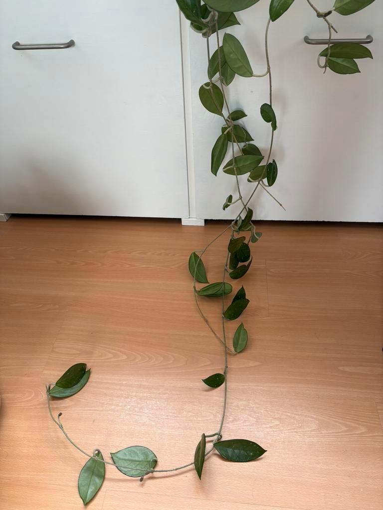 Hoya, takken om te stekken