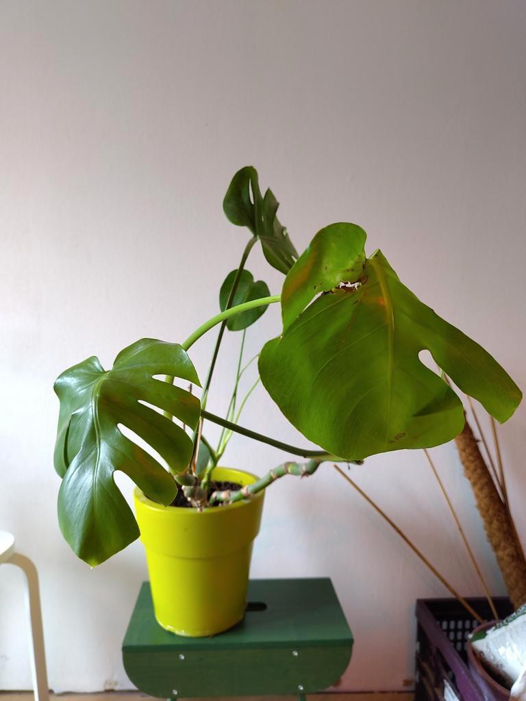 Monstera gatenplant gratis