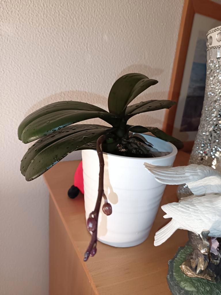 1 Orchidee voor de planten liefhebber