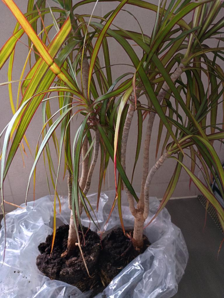 leuke huiskamer plant gratis