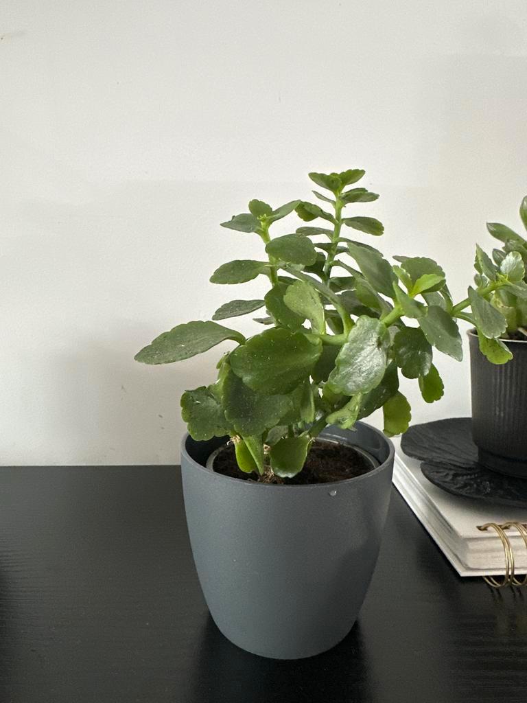 Gratis klein plantje met pot aangeboden